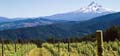	Mt Hood from Oregon Wine Country