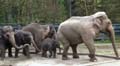 	Oregon Zoo Elephants
