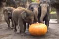	Oregon Zoo Elephants with a Big Pumpkin