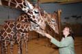 	Oregon Zoo Giraffes
