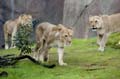 	Oregon Zoo Lady Lions