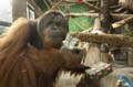 	Oregon Zoo Orangutan with Presents