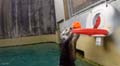 	Oregon Zoo Otter Shooting Hoops 01