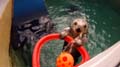 	Oregon Zoo Otter Shooting Hoops 02