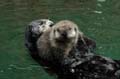 	Oregon Zoo Otters 02