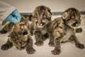 	Oregon Zoo Three Rescued Cougar Cubs