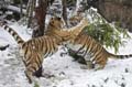 	Oregon Zoo Tigers in Snow