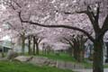 	Waterfront Park Blossoms in Spring